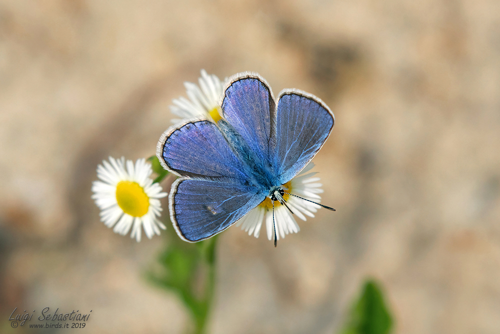 Polyommatus icarus